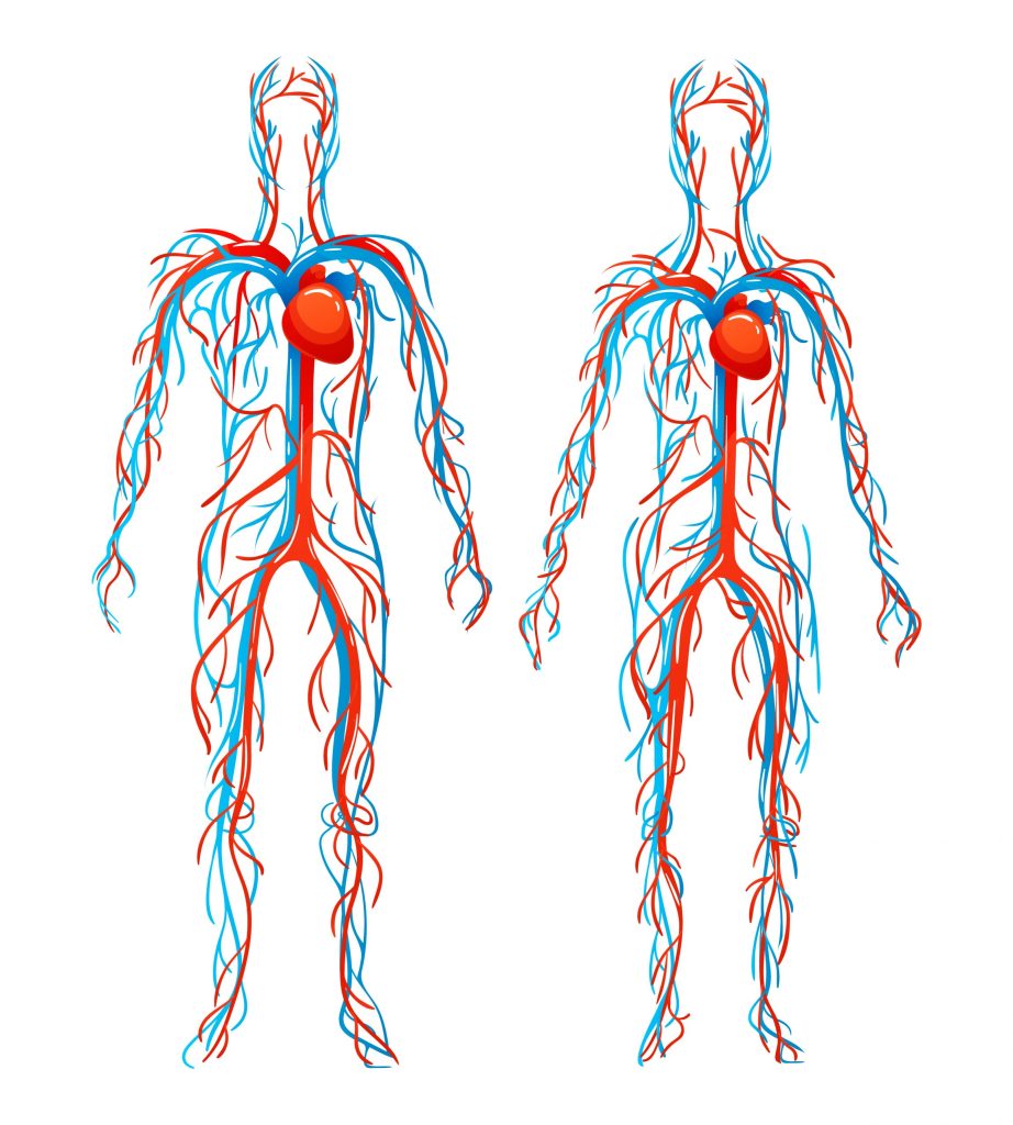 Vascular