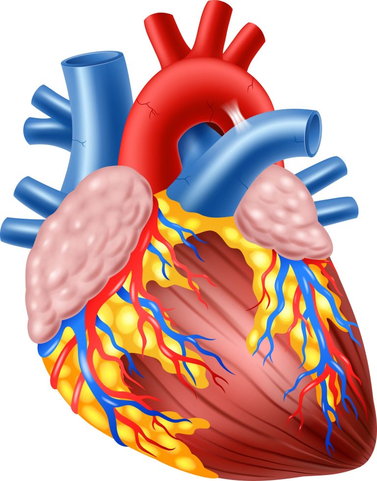 Cardiac